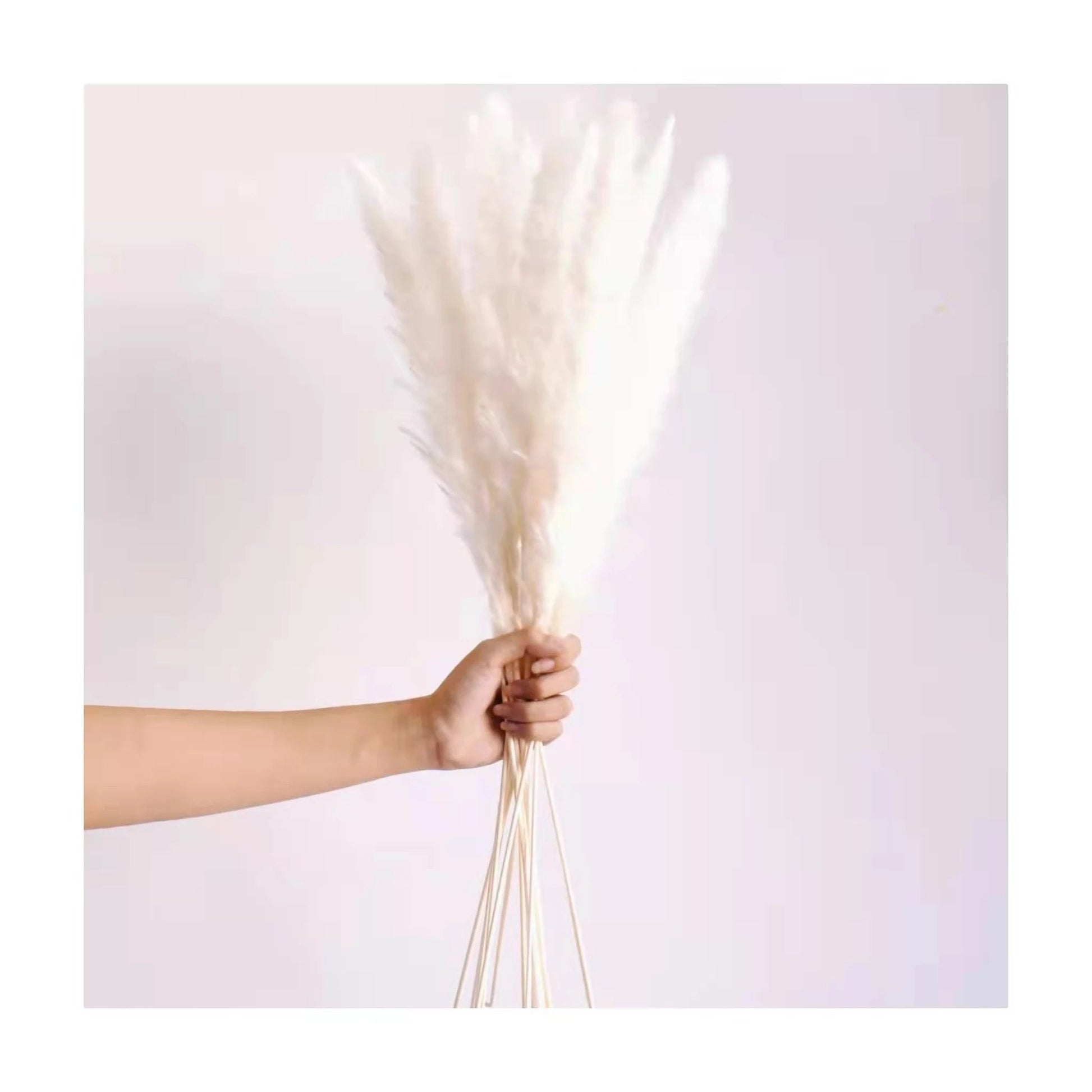 Natural dried baby pampas - SHAGHAF HOME
