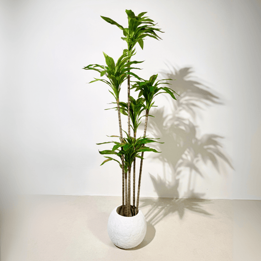 Artificial Dracaena Plant – Lush Green Foliage - SHAGHAF HOME