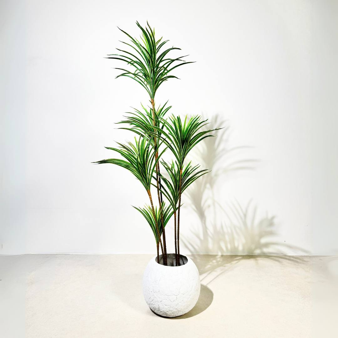 Artificial Dracaena Reflexa Plant – 150cm Realistic Faux Greenery - SHAGHAF HOME