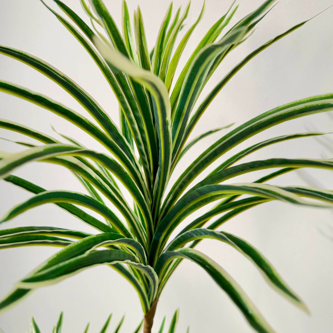 Artificial Dracaena Reflexa Plant – 150cm Realistic Faux Greenery - SHAGHAF HOME