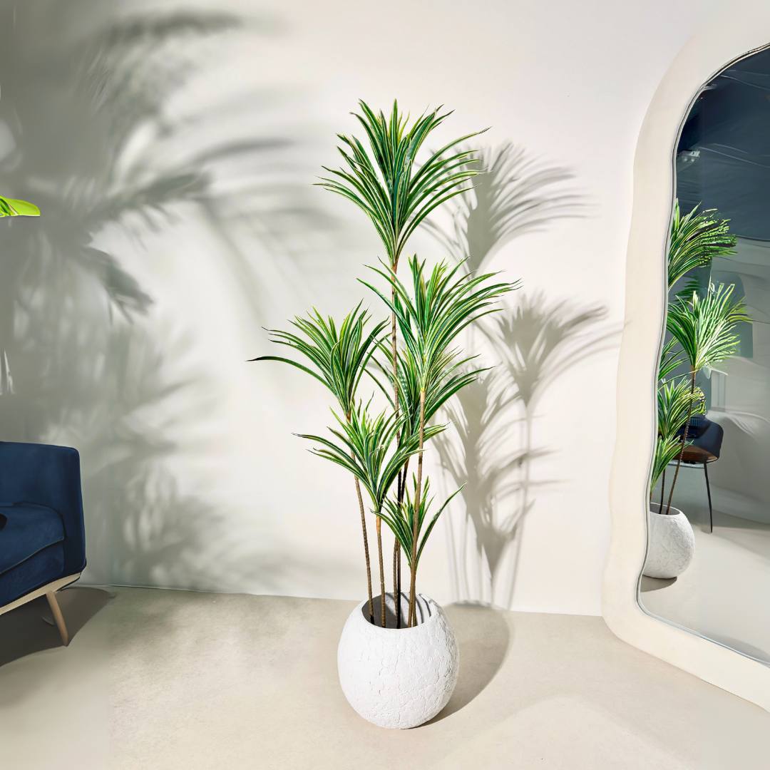 Artificial Dracaena Reflexa Plant – 150cm Realistic Faux Greenery - SHAGHAF HOME