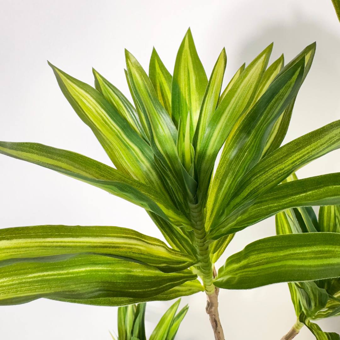 Artificial Dracaena Reflexa – Song of India Faux Plant - SHAGHAF HOME