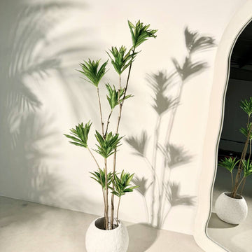 cordyline planting Design-A-Line Cordyline main image 1