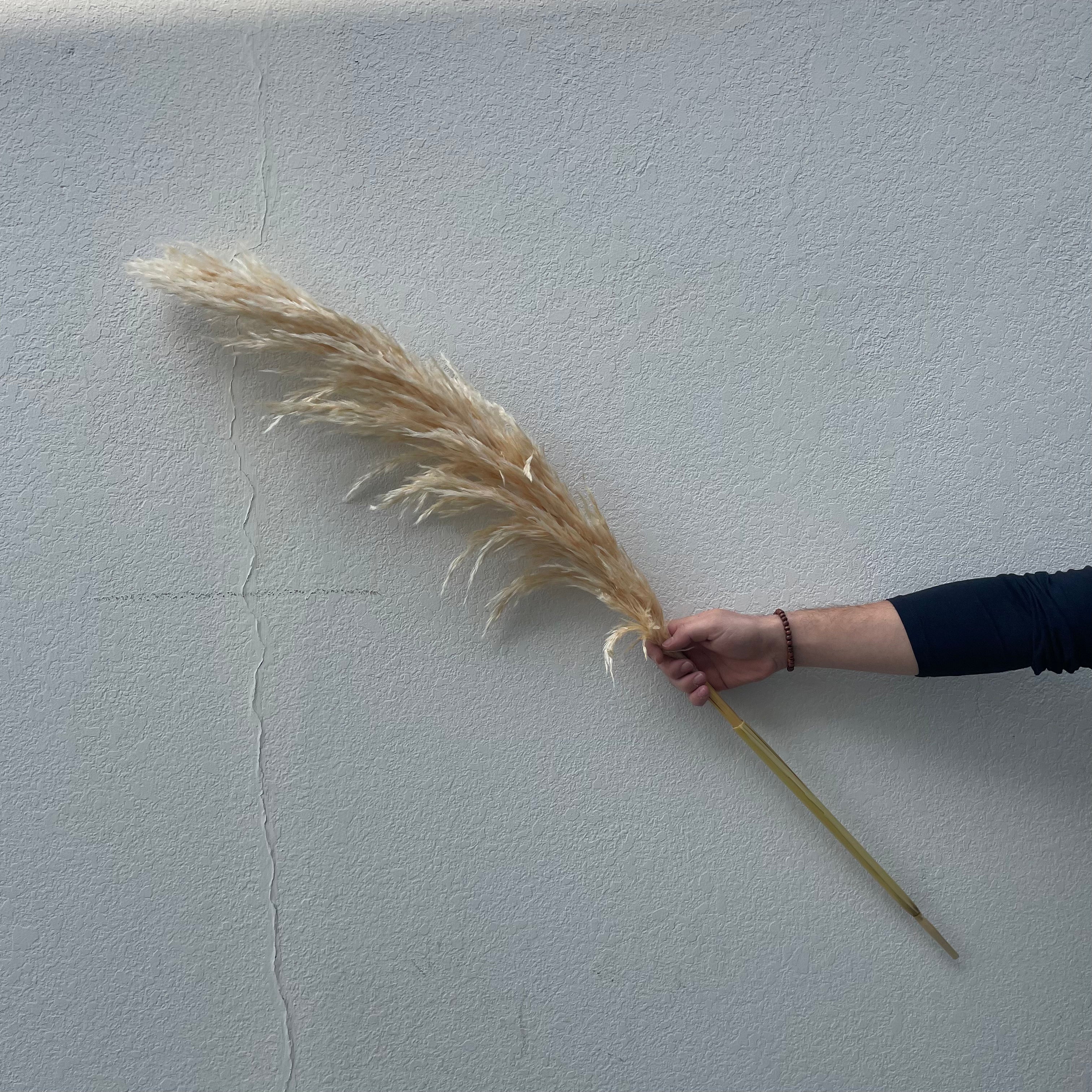 Natural beige dried pampas grass - SHAGHAF HOME
