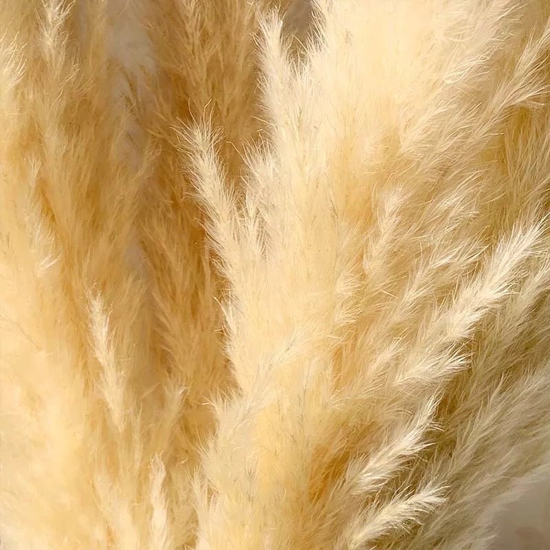 Natural Beige Dried Pampas Grass - SHAGHAF HOME