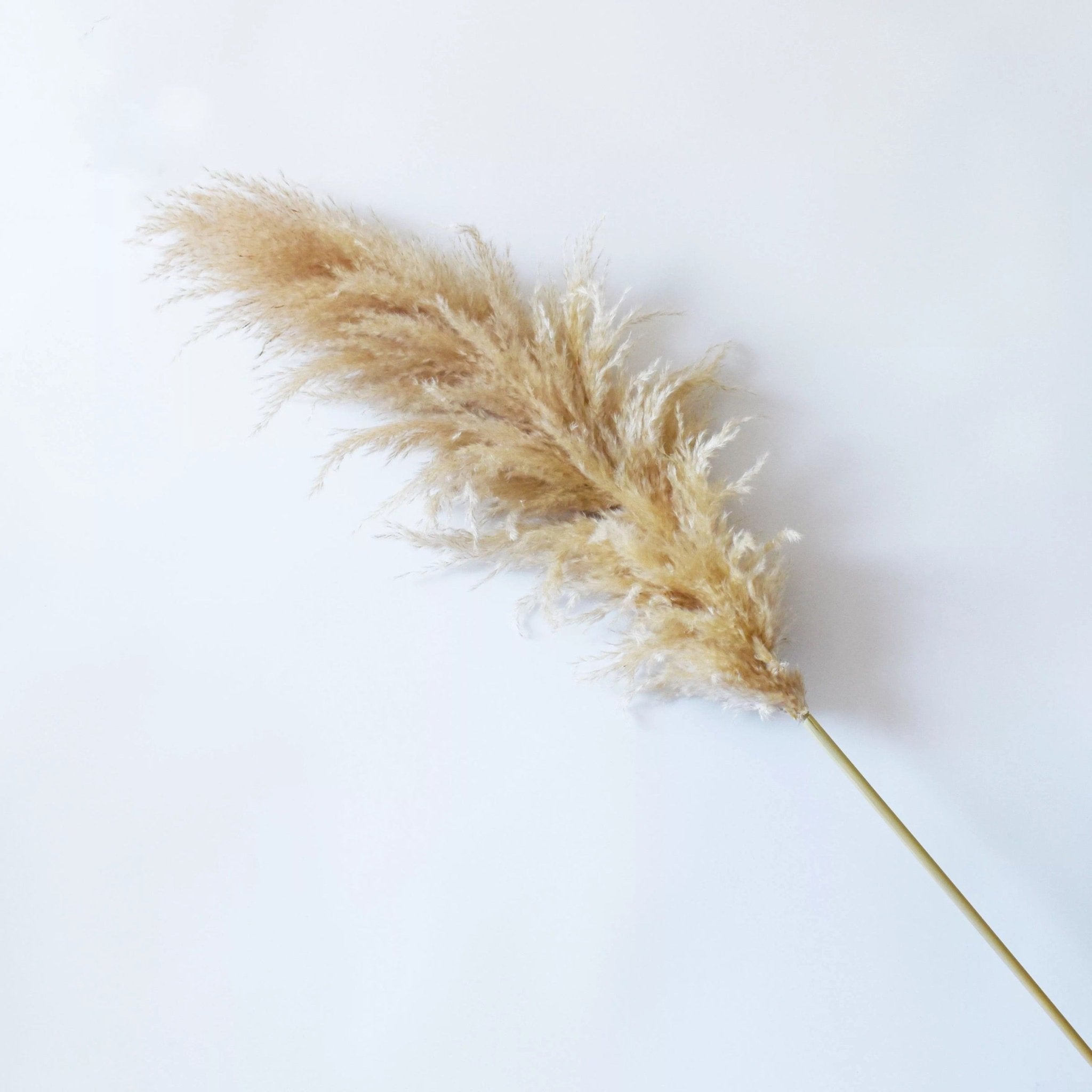 Natural Beige Dried Pampas Grass - SHAGHAF HOME