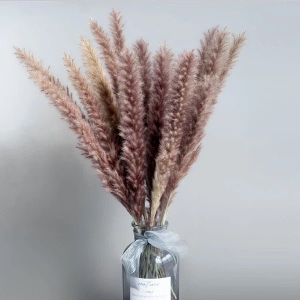 Natural dried baby pampas - SHAGHAF HOME