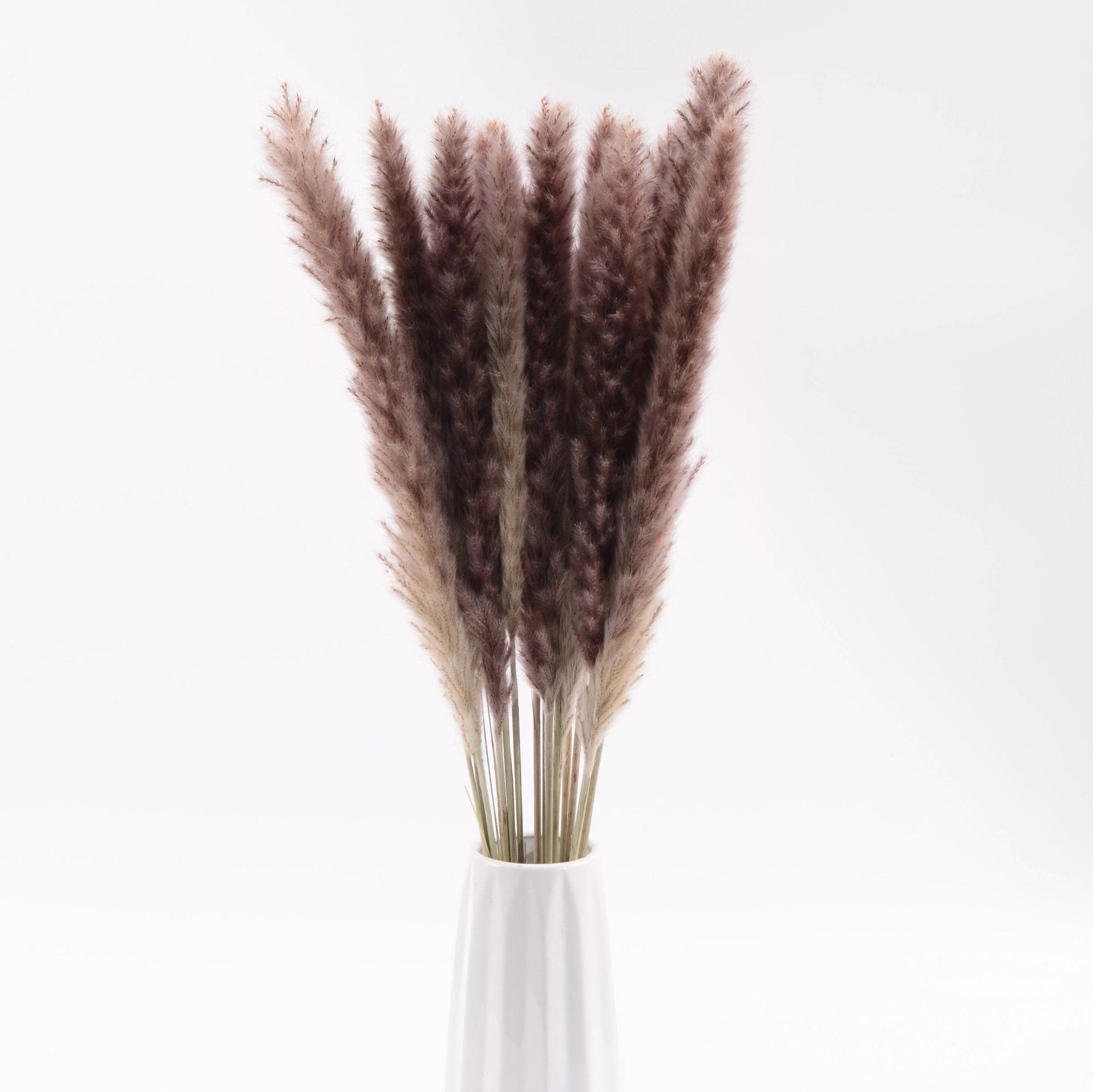 Natural dried baby pampas - SHAGHAF HOME