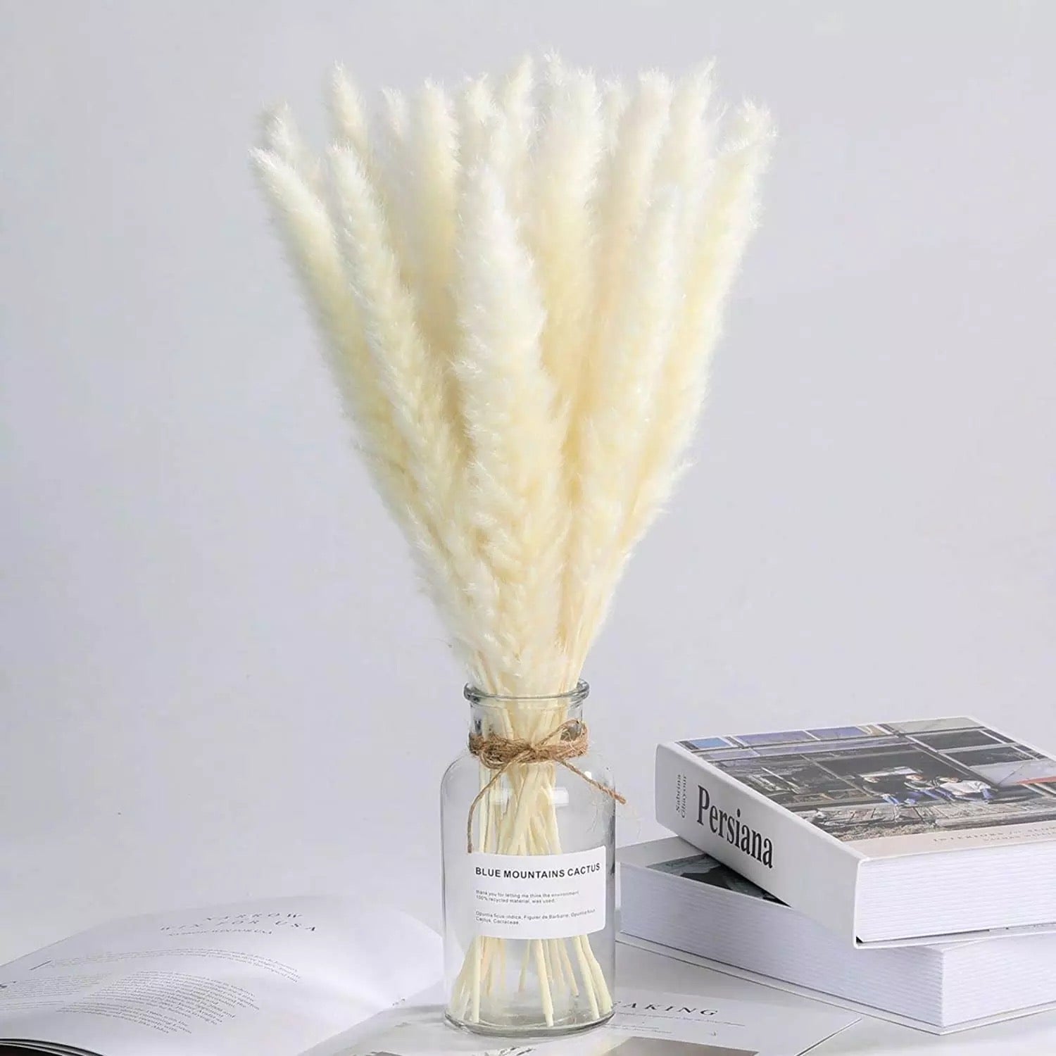 Natural dried baby pampas - SHAGHAF HOME