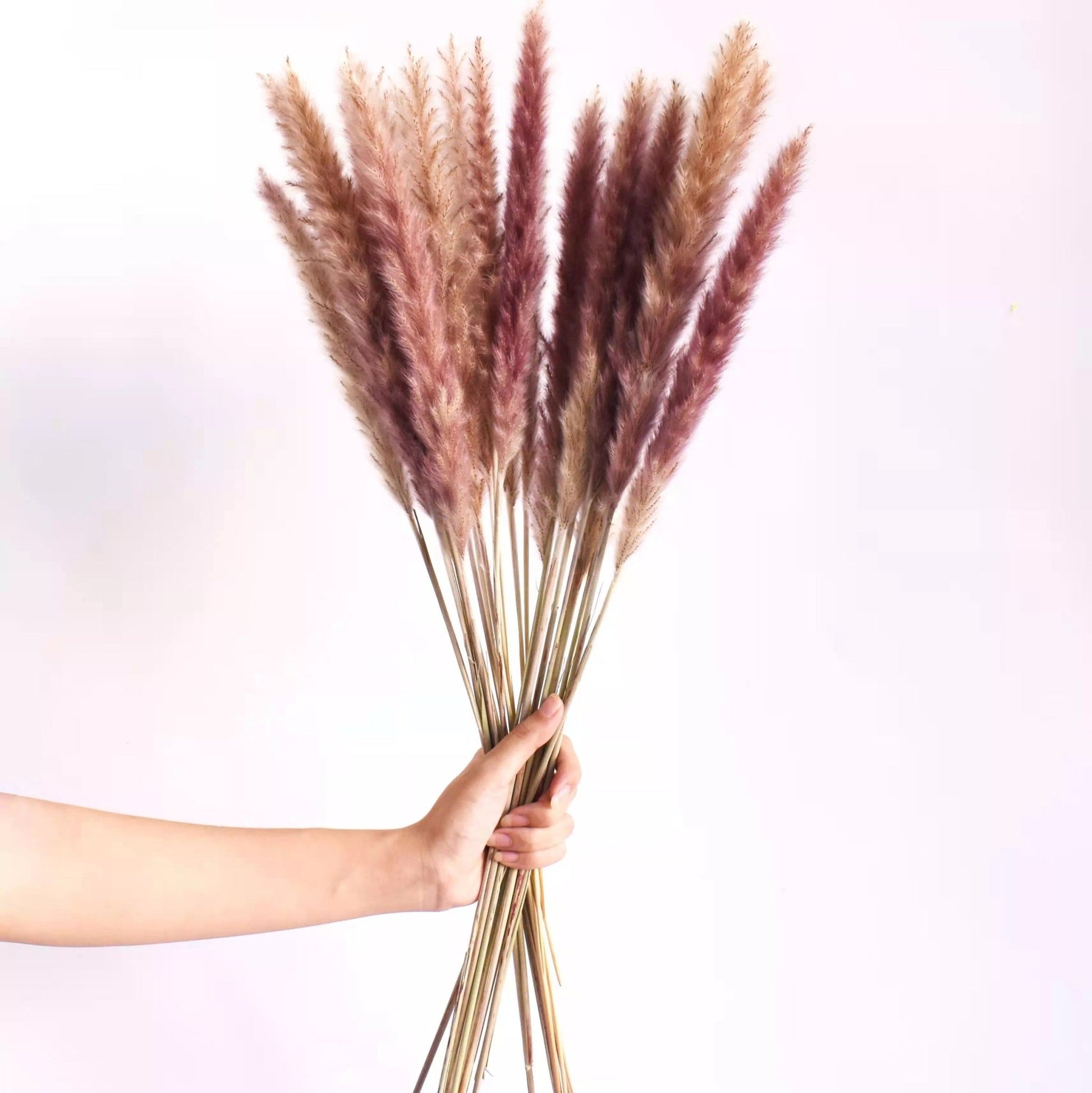 Natural dried baby pampas - SHAGHAF HOME